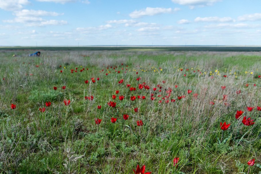 Калмыцкая степь Элиста