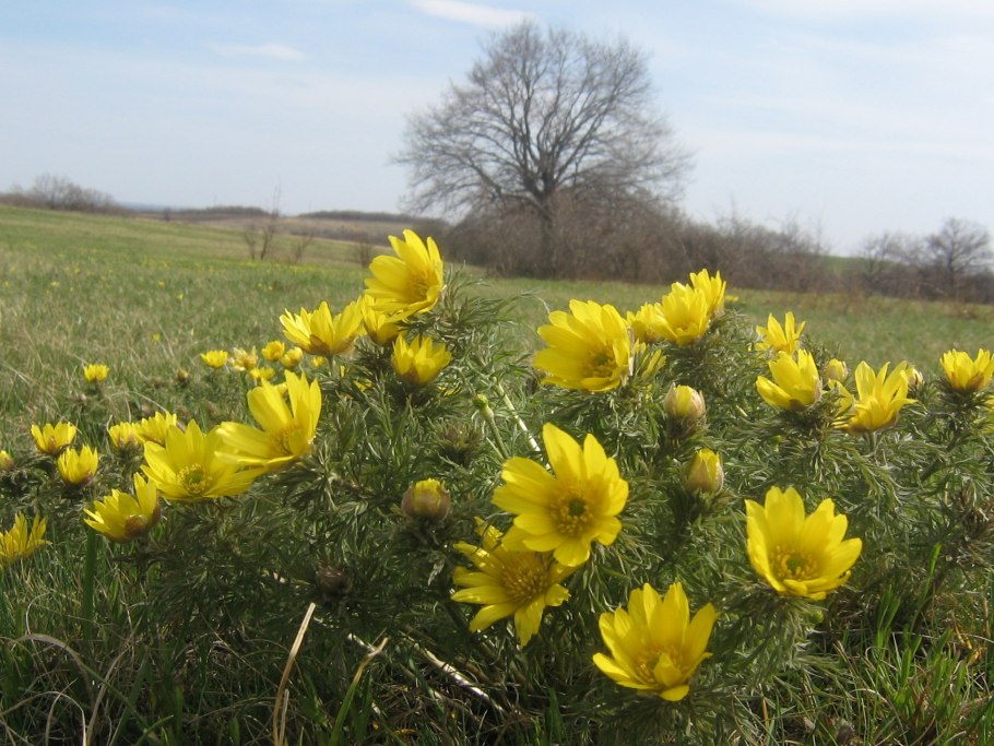 Пион тонколистный Степной