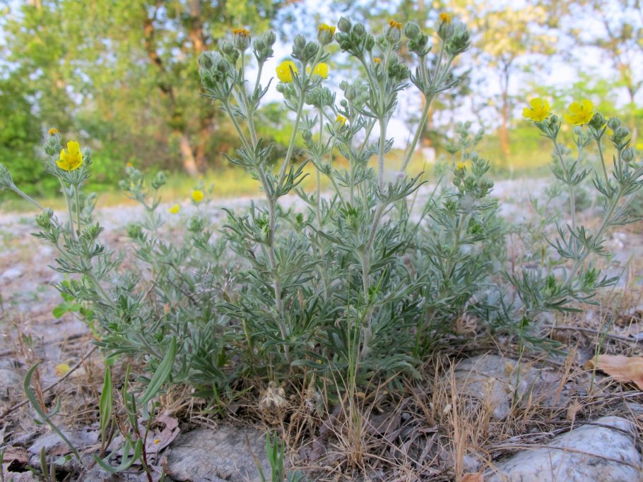 Степи Казахстана ковыль