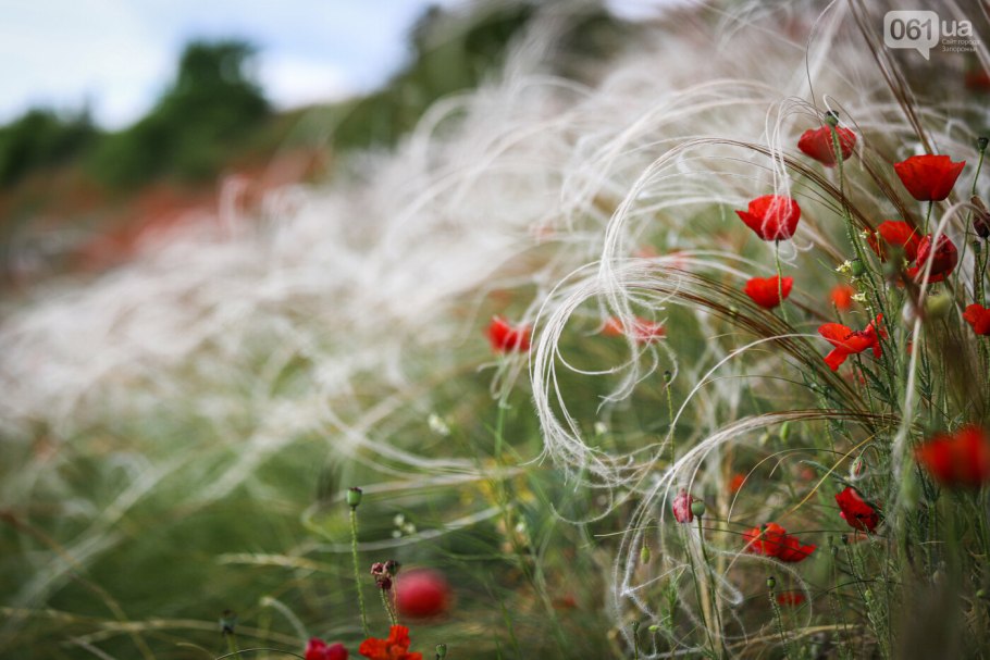 Байконур степные тюльпаны