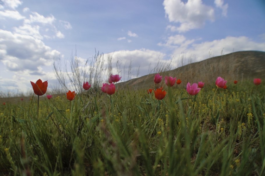 Степные тюльпаны в Казахстане Приозерск
