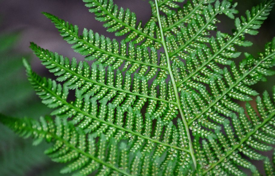 Athyrium filix-Femina