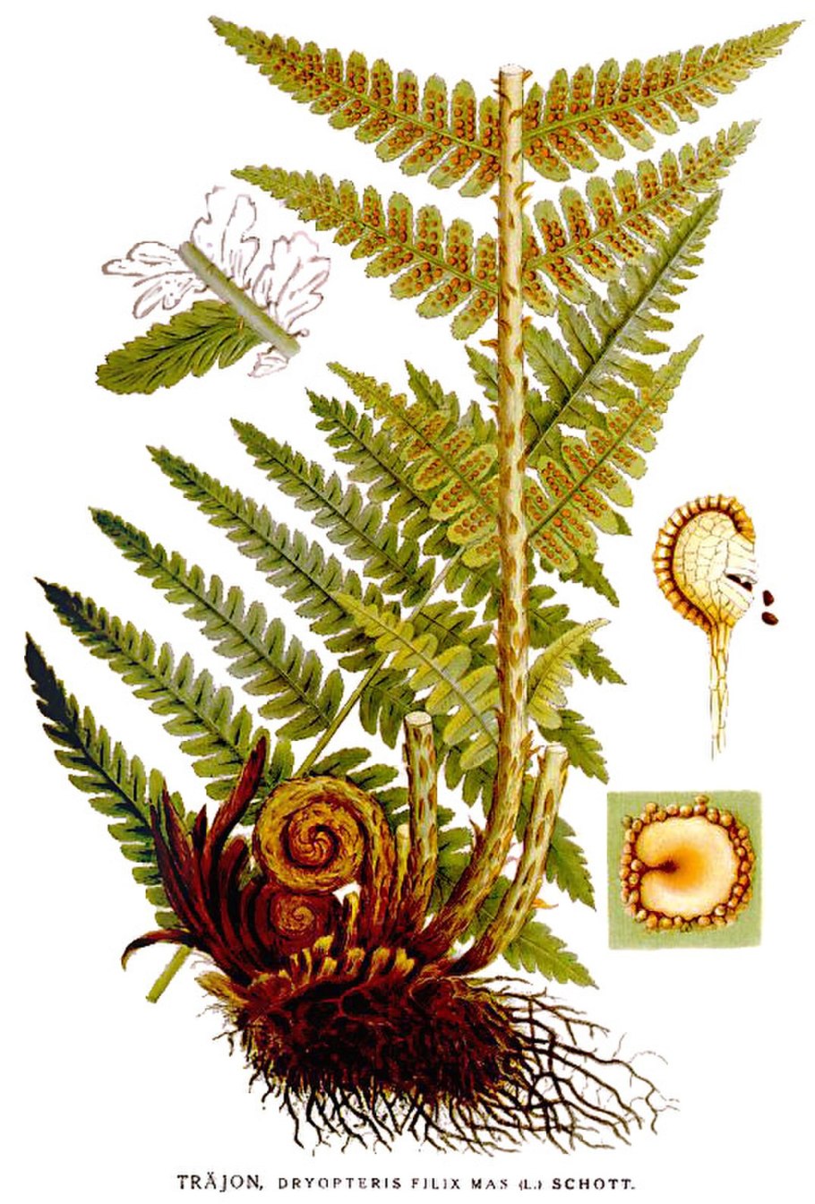 Щитовник родственный dryopteris affinis
