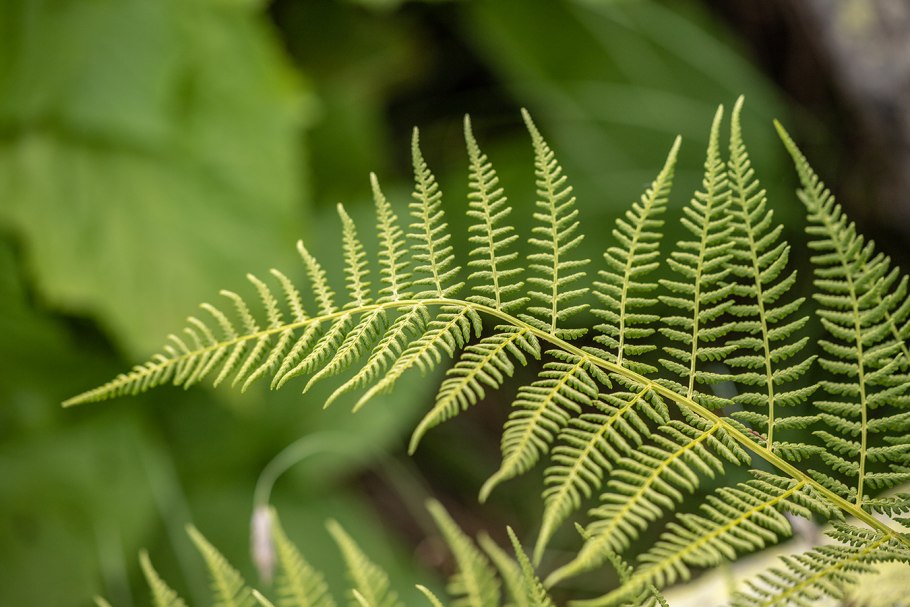 Папоротник dryopteris affinis