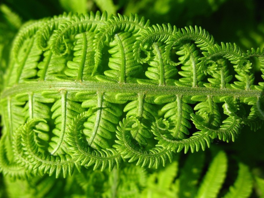 Щитовник(dryopteris) Mexica