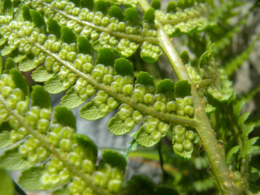 Щитовник родственный dryopteris affinis