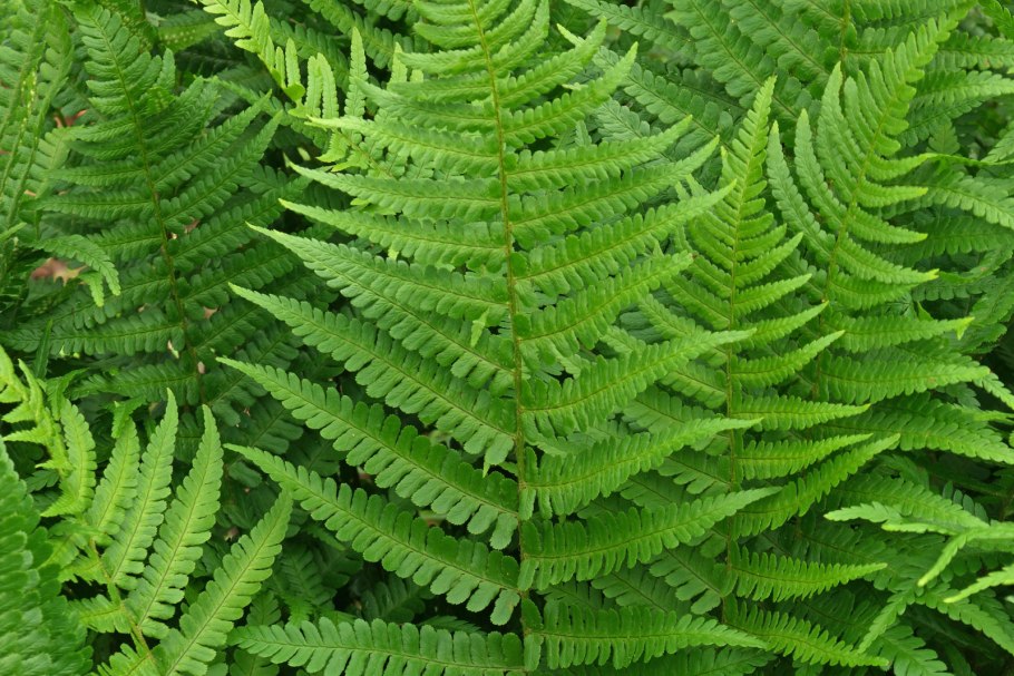 Щитовник родственный (affinis)