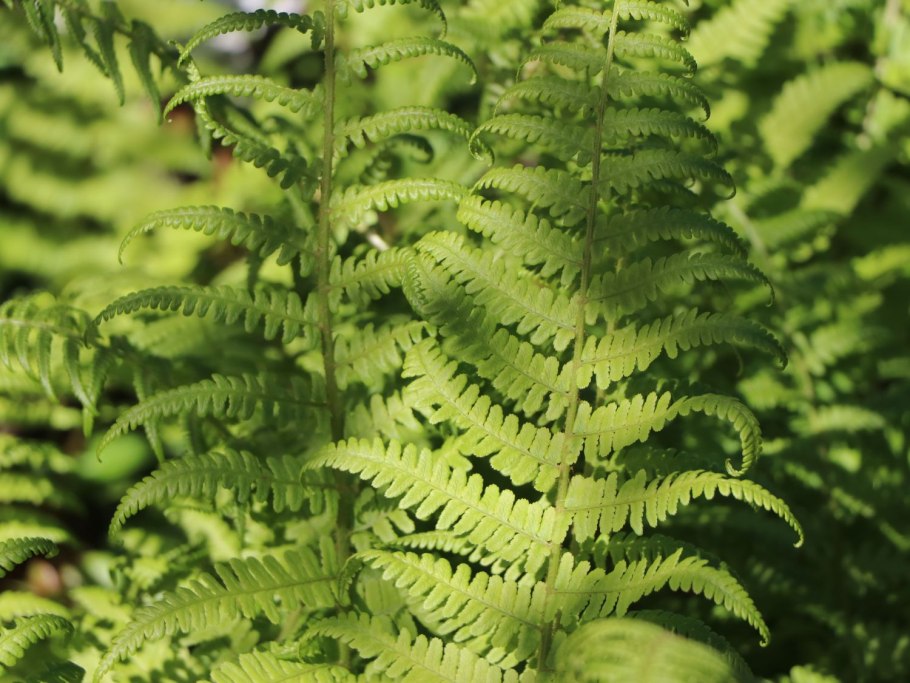 Страусник папоротник struthiopteris