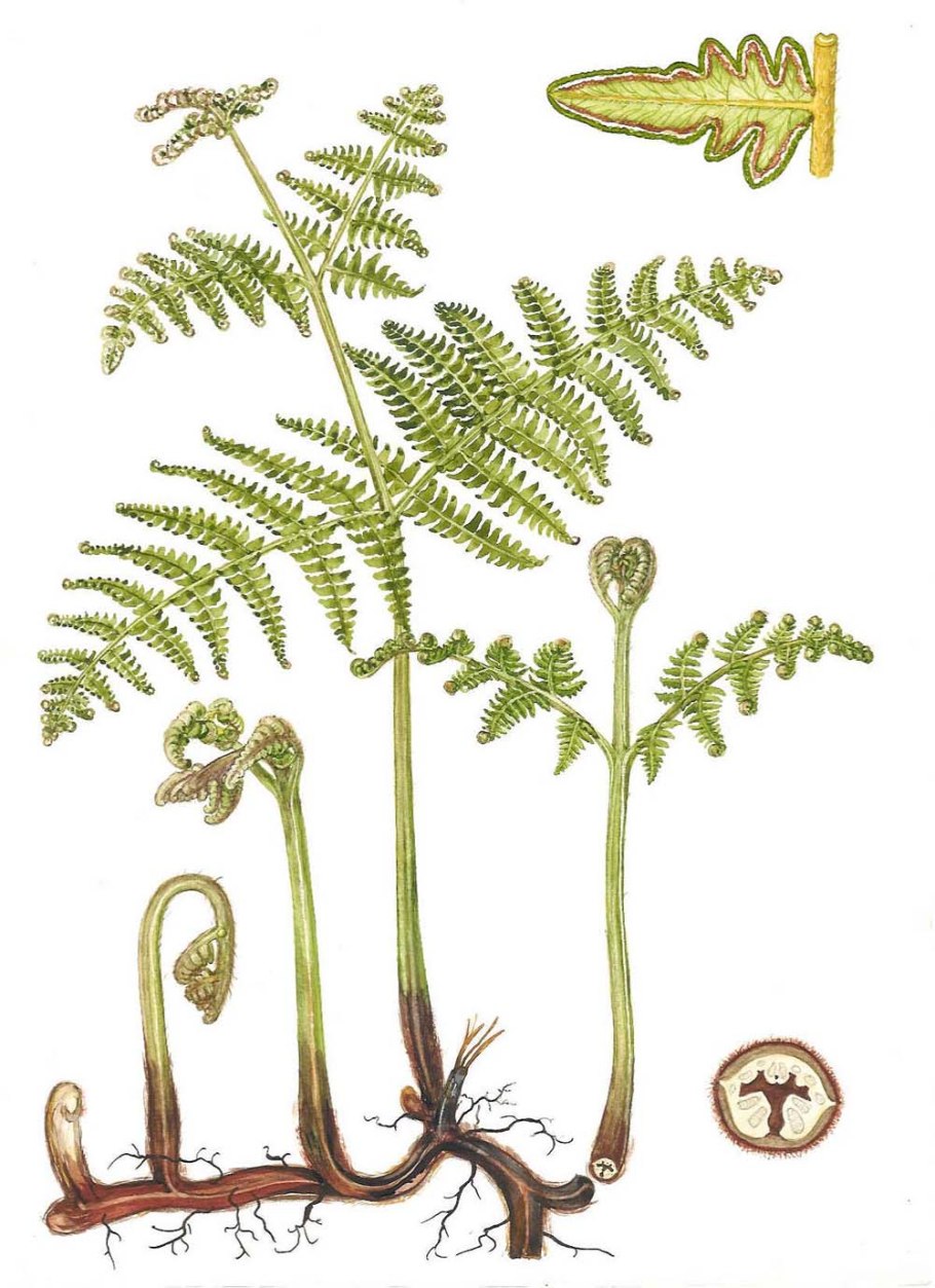 Matteuccia struthiopteris