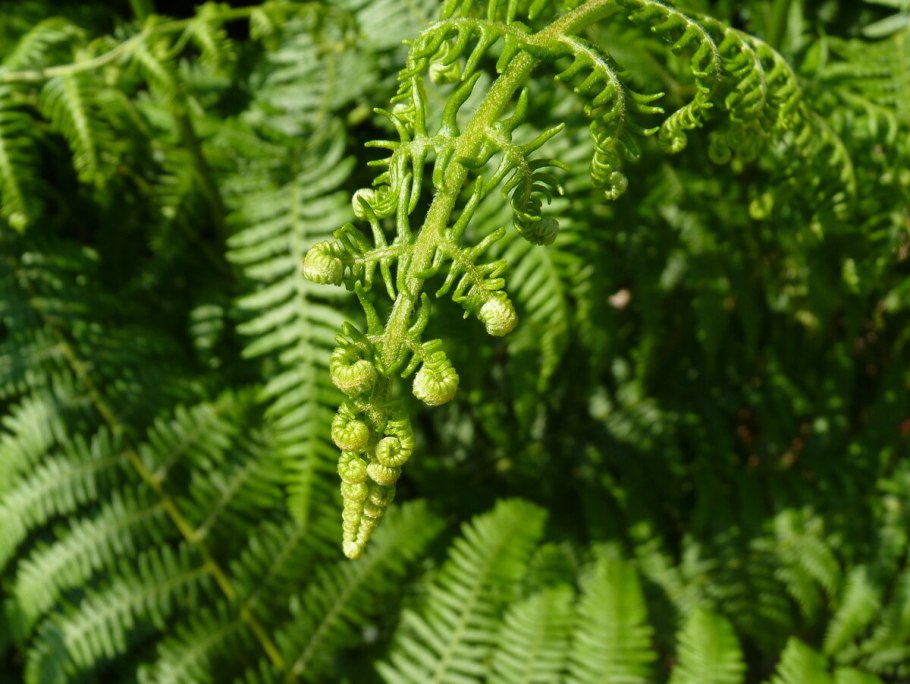 Щитовник(dryopteris) Mexica