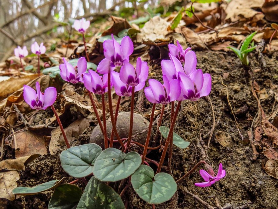 Цикламен кавказский красная книга