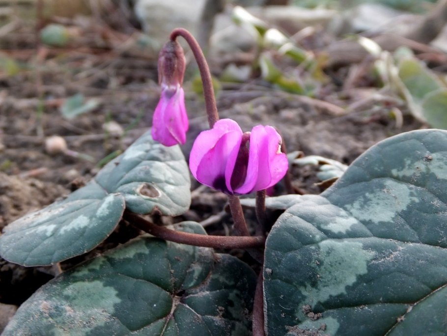 Цикламен Ботаническая живопись