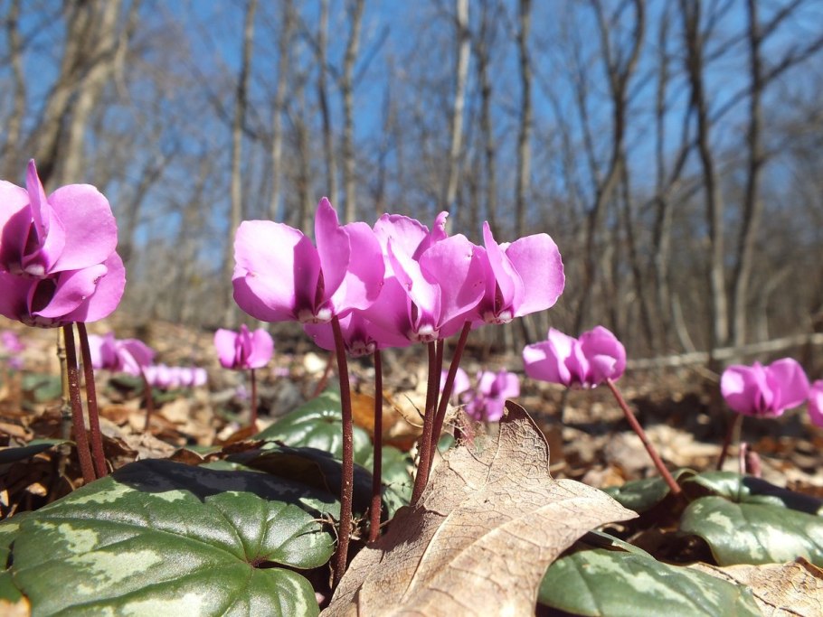 Intaminatum цикламен