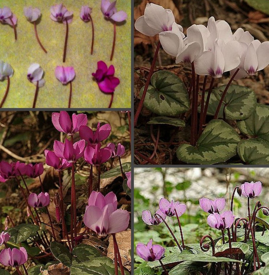 Цикламен плющелистный Нederifolium