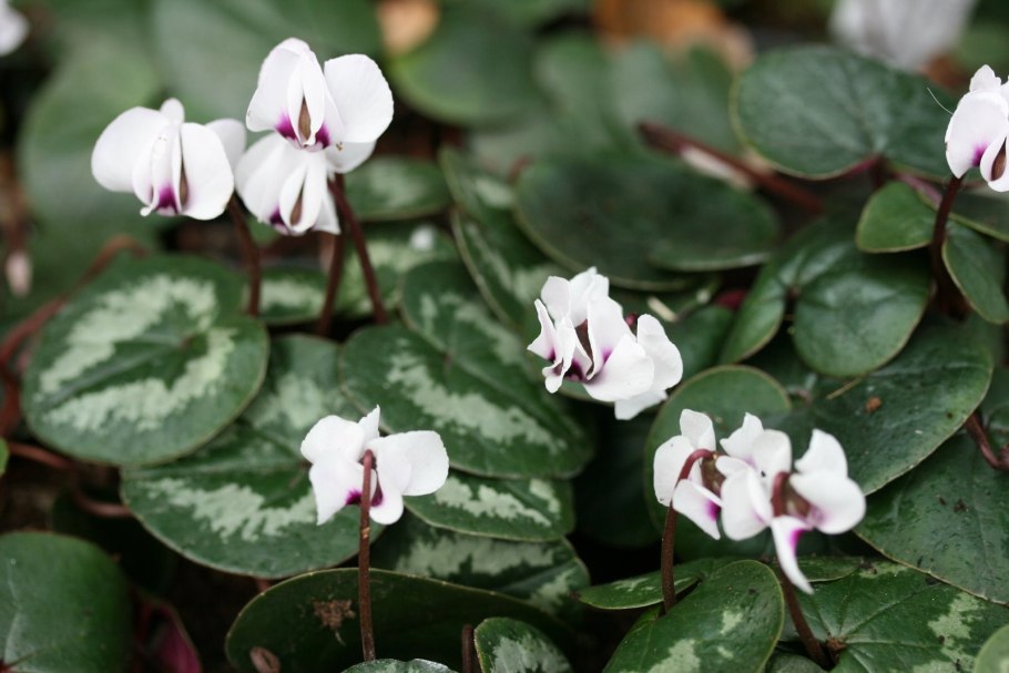 Цикламен PURPURASCENS