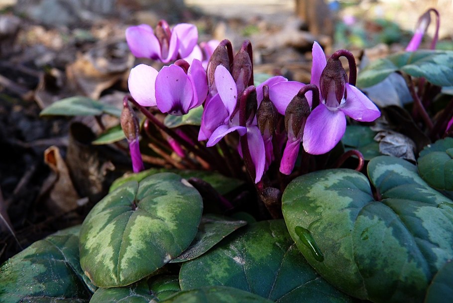 Дряква Аджарская