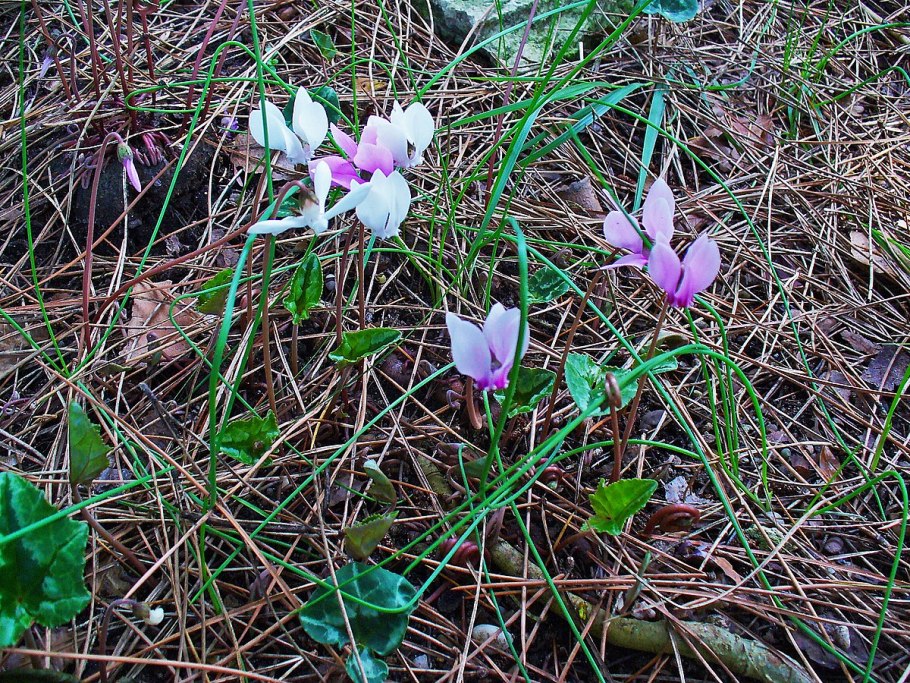 Цикламен из фоамирана