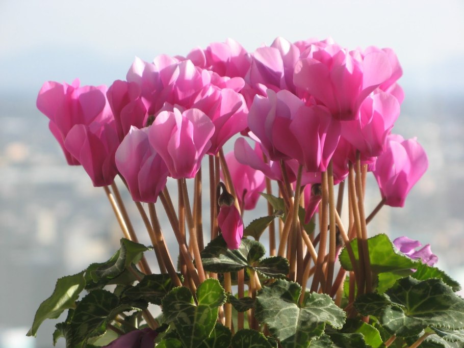 Цикламен Рой