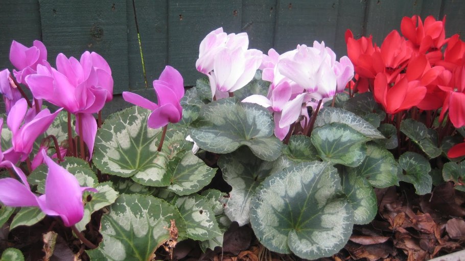 Цикламен кавказский