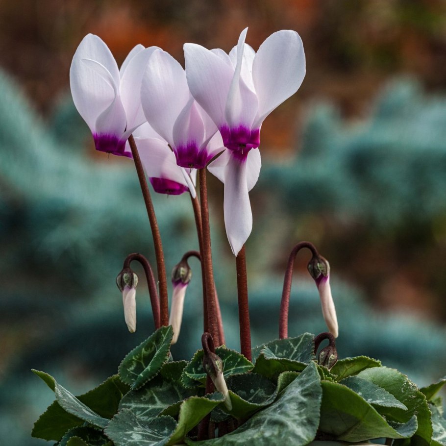 Цикламен coum album