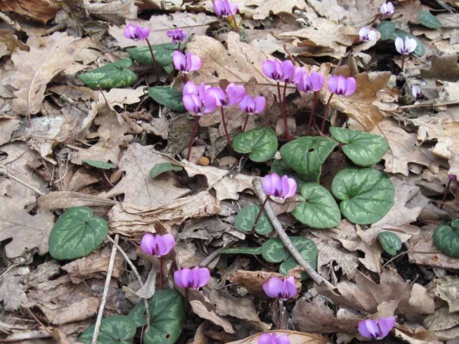 Цикламены в Израиле