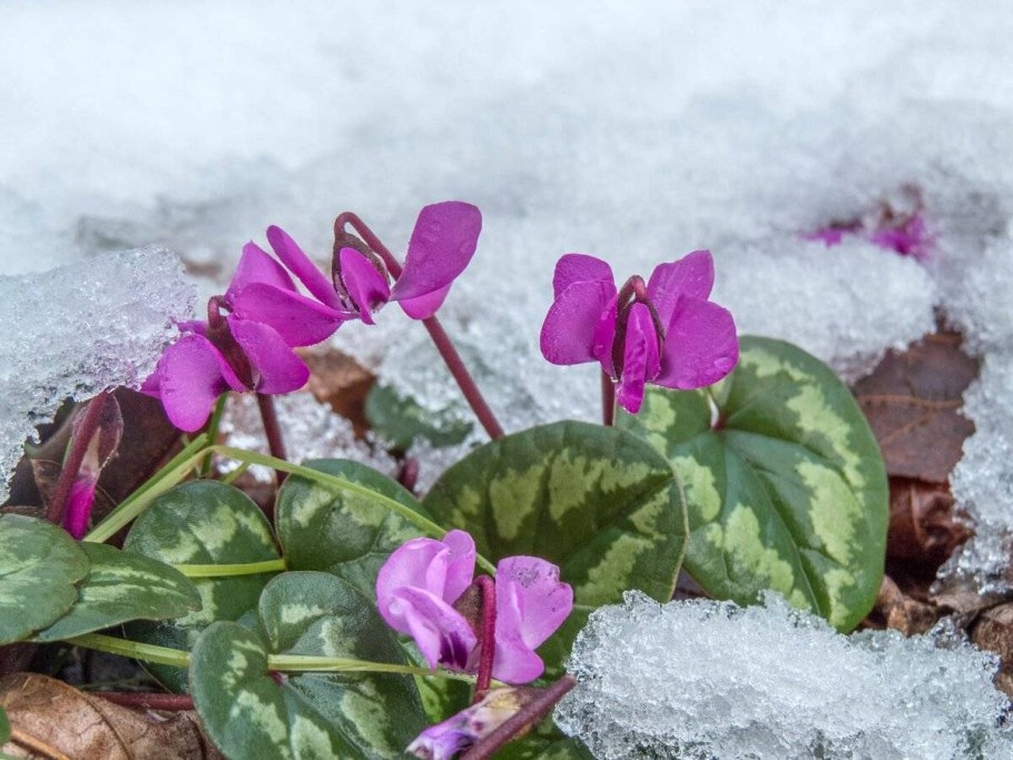 Цикламен мини Розмари персидский