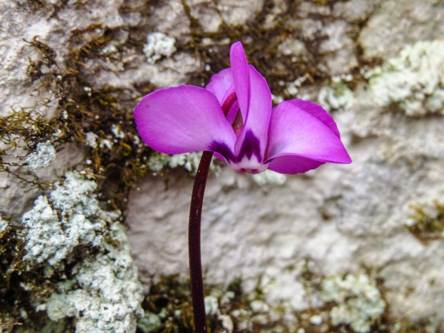 Цикламен Лесной