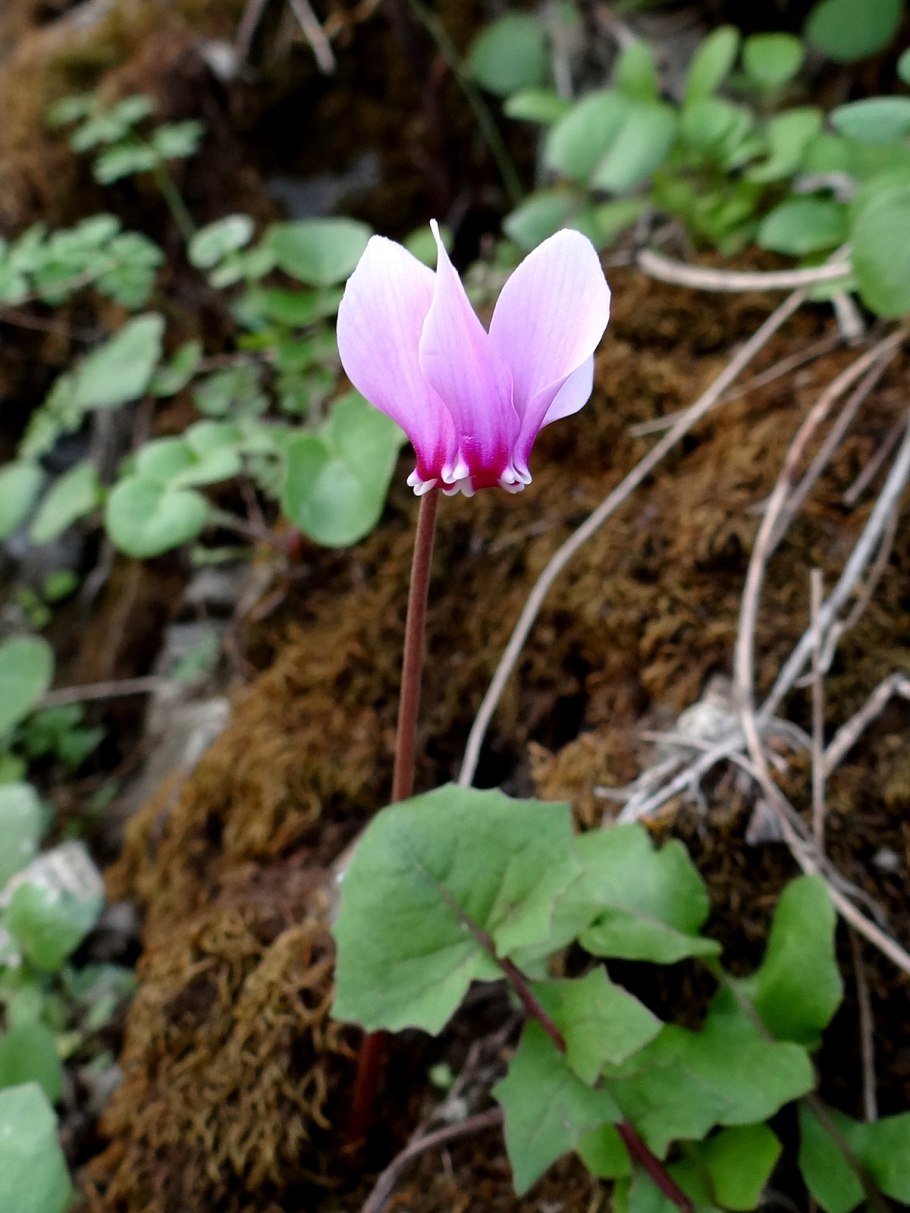 Цикламен косский кавказский