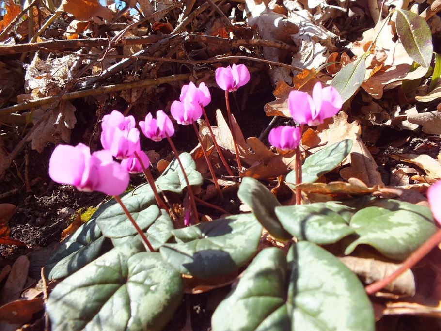 Цикламен hederifolium