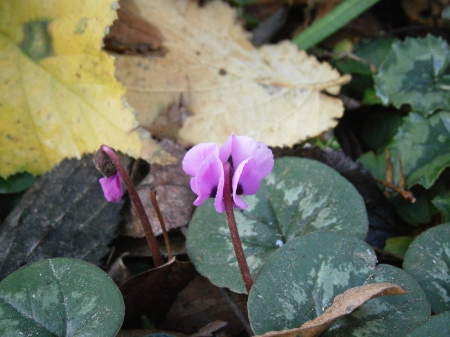 Плоды цикламен кавказский