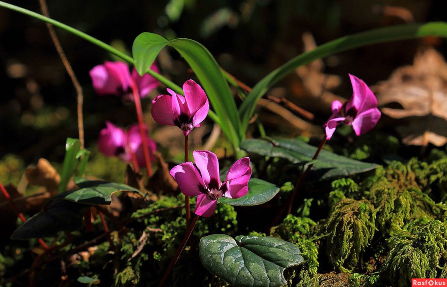 Цикламен колхидский