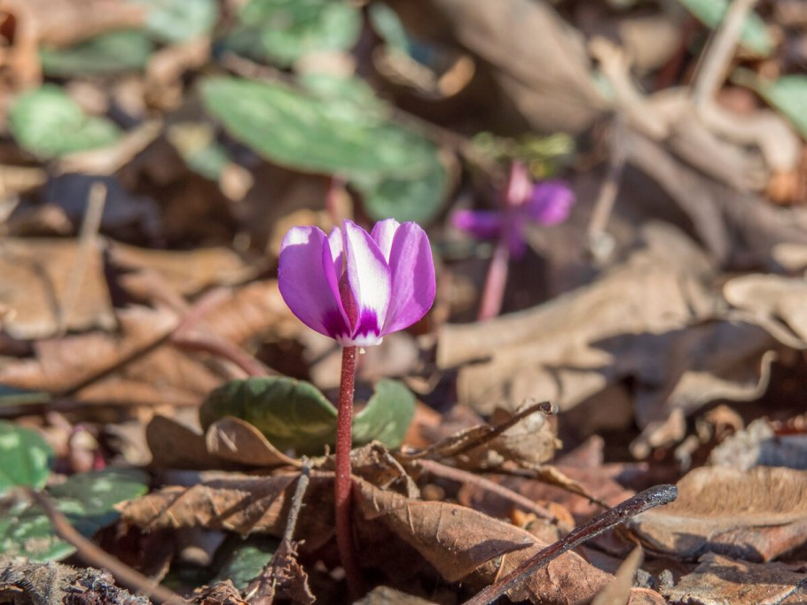 Цикламен патио
