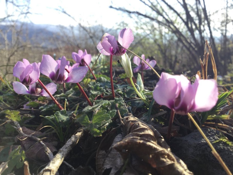 Цикламен колхидский