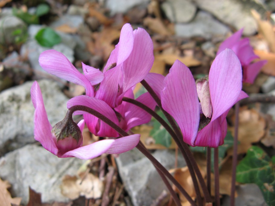 Цикламен кавказский Первоцветные