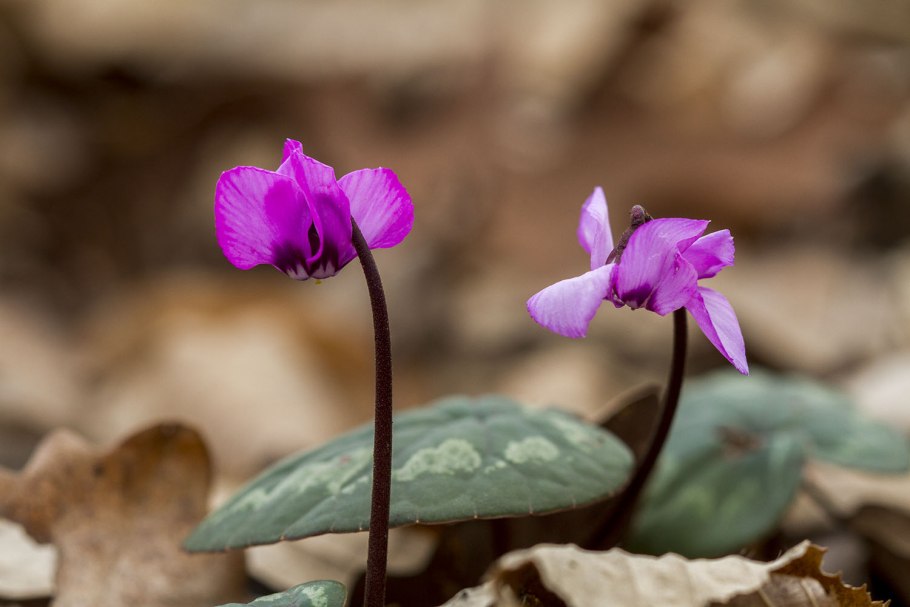 Цветок цикламен на тёмном фоне