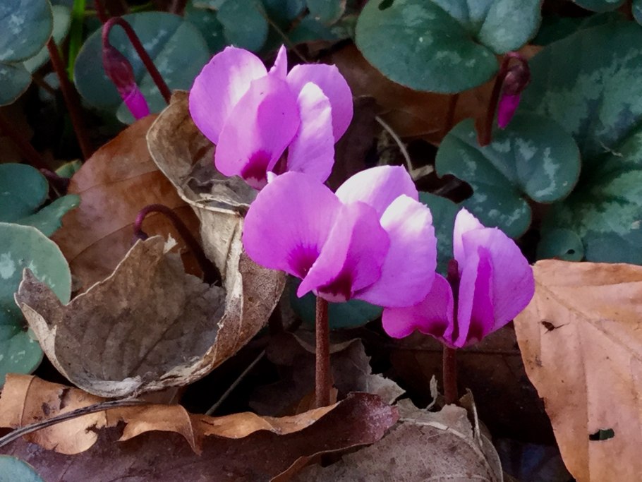 На цикламене паутина фото