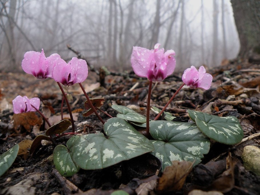 Цикламены Сочи фото