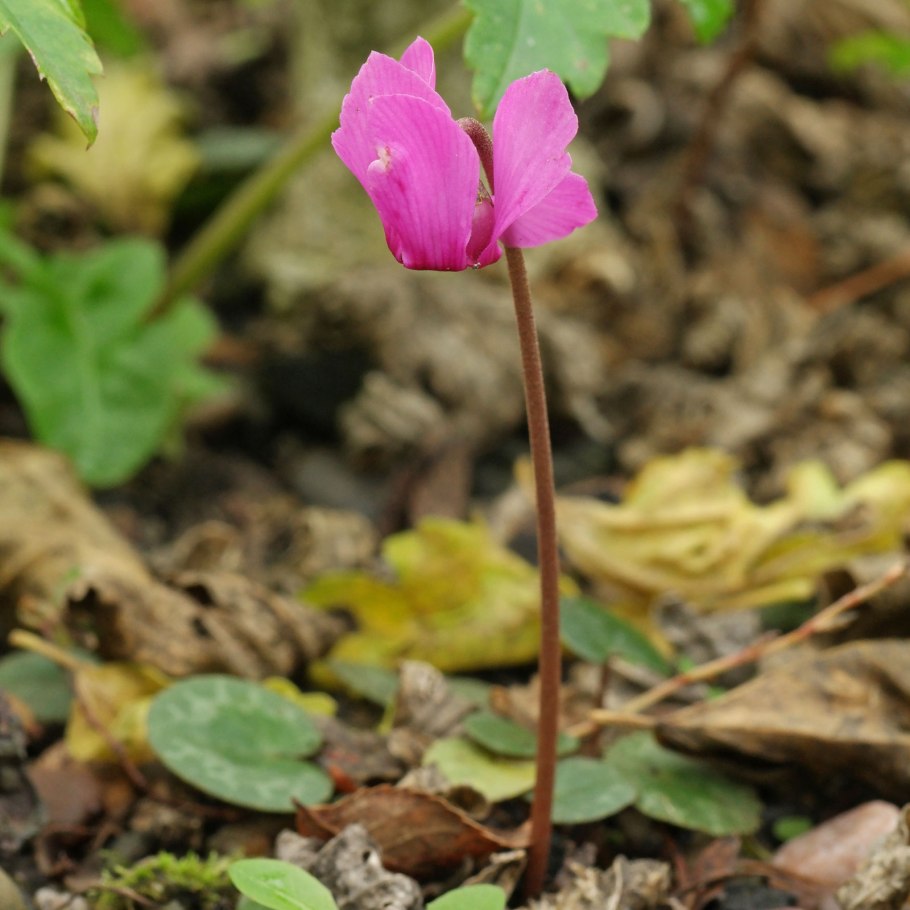 . Цикламен косский Крым