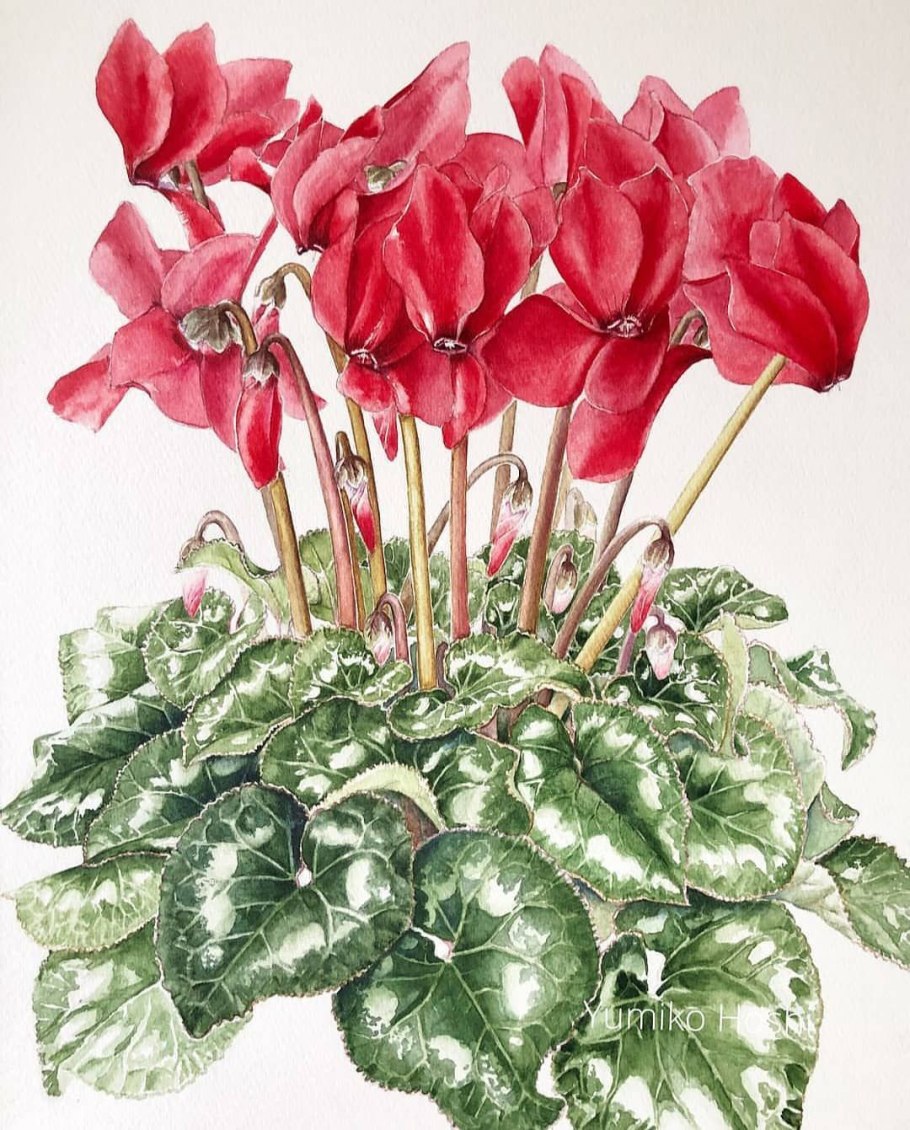 Цикламен горный дикий