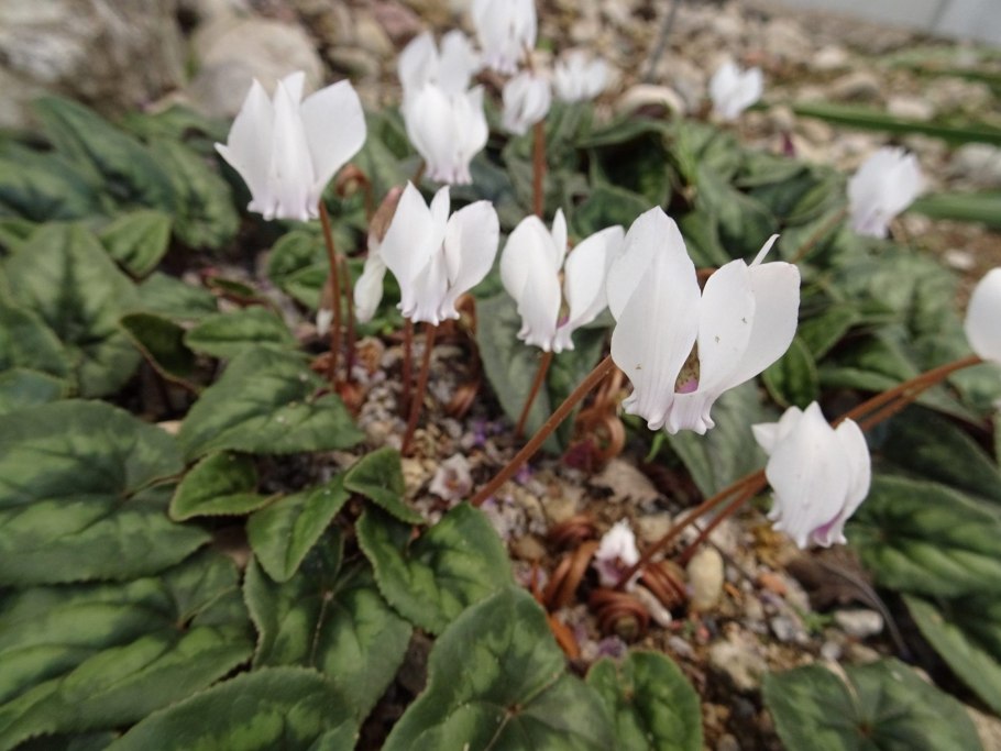 Цикламен Эден Пинк