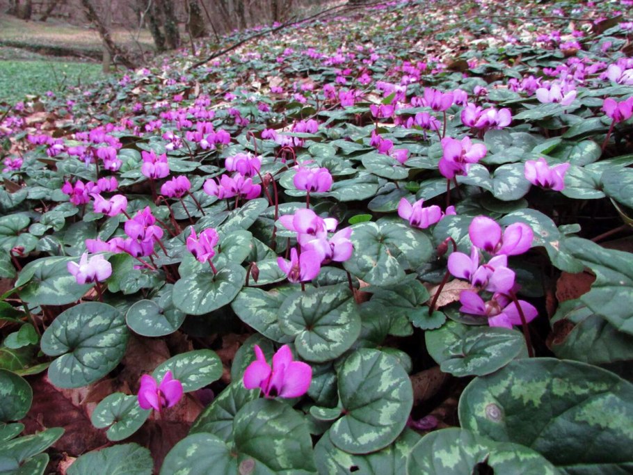 Цикламен Королевский