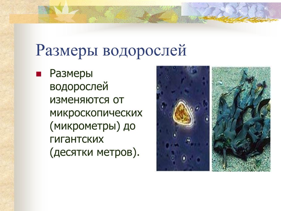 Размеры водорослей