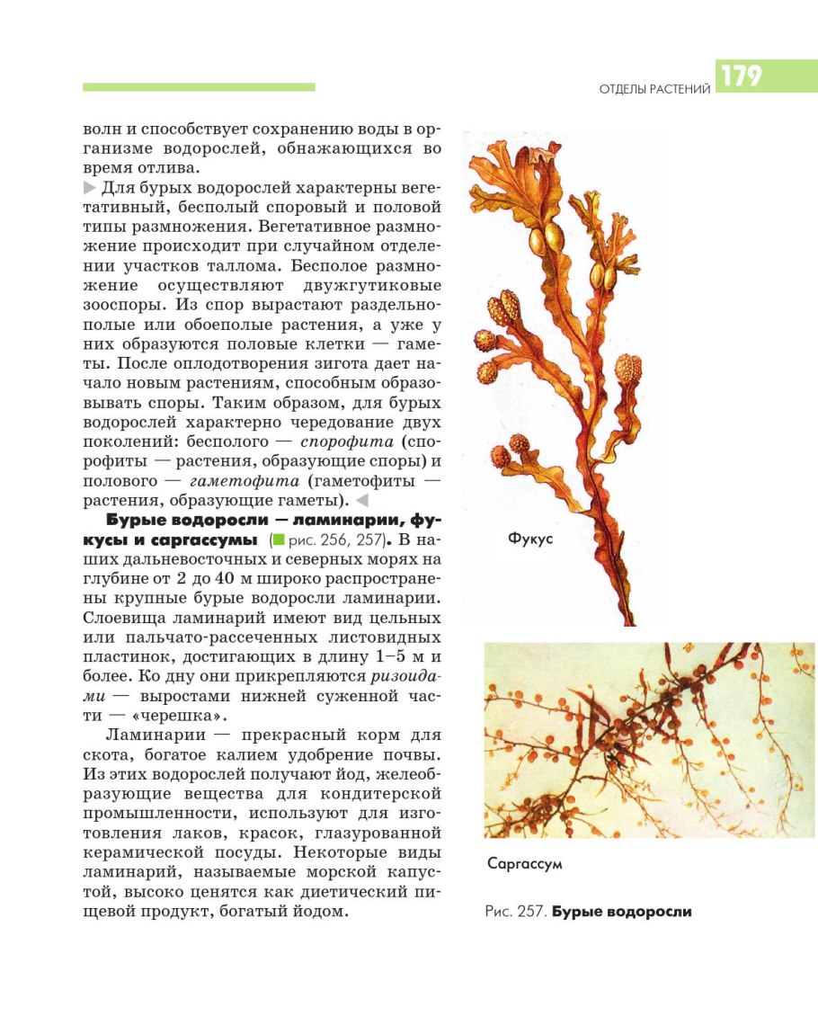 Низшие растения бурые водоросли