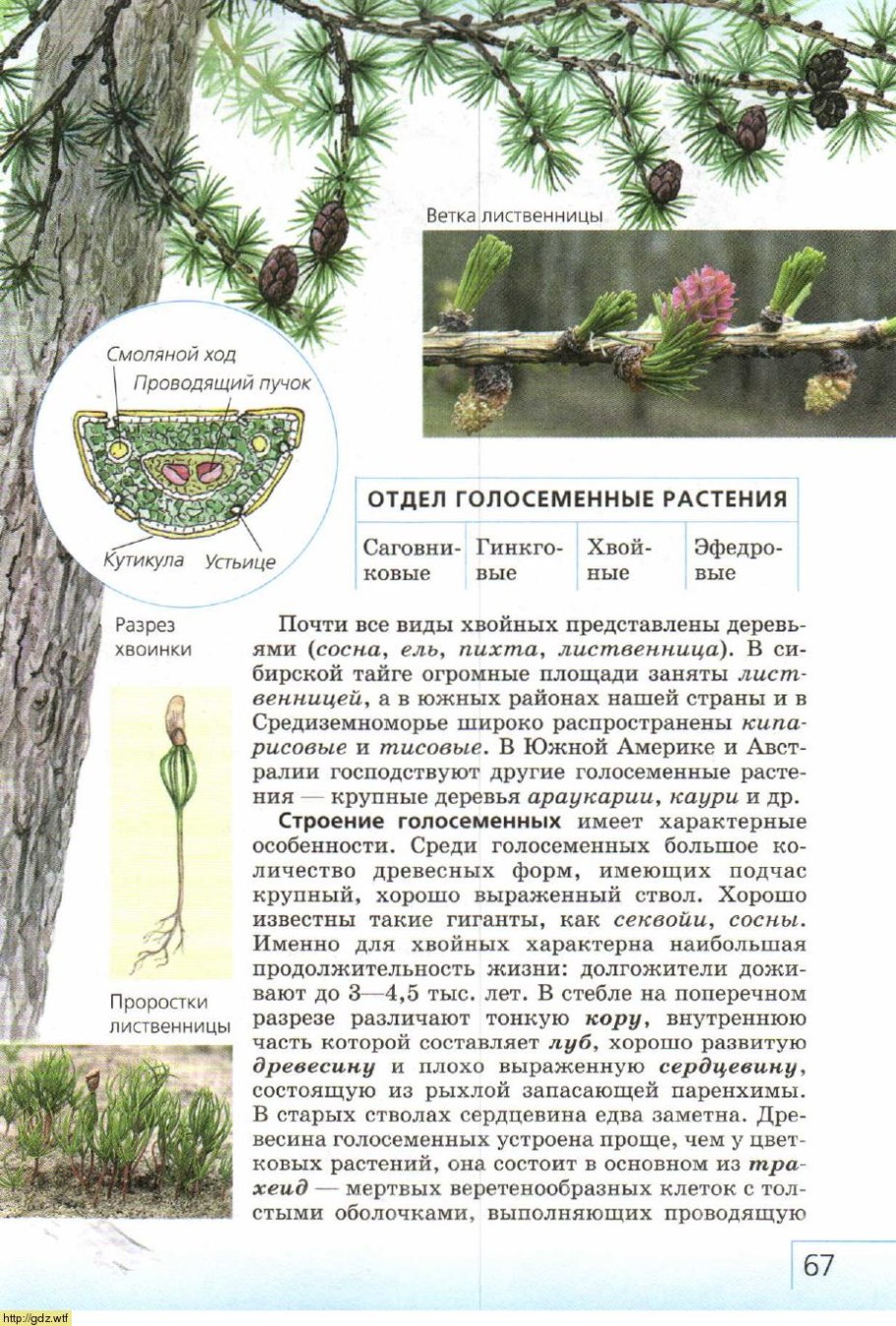 Печеночники и листостебельные мхи