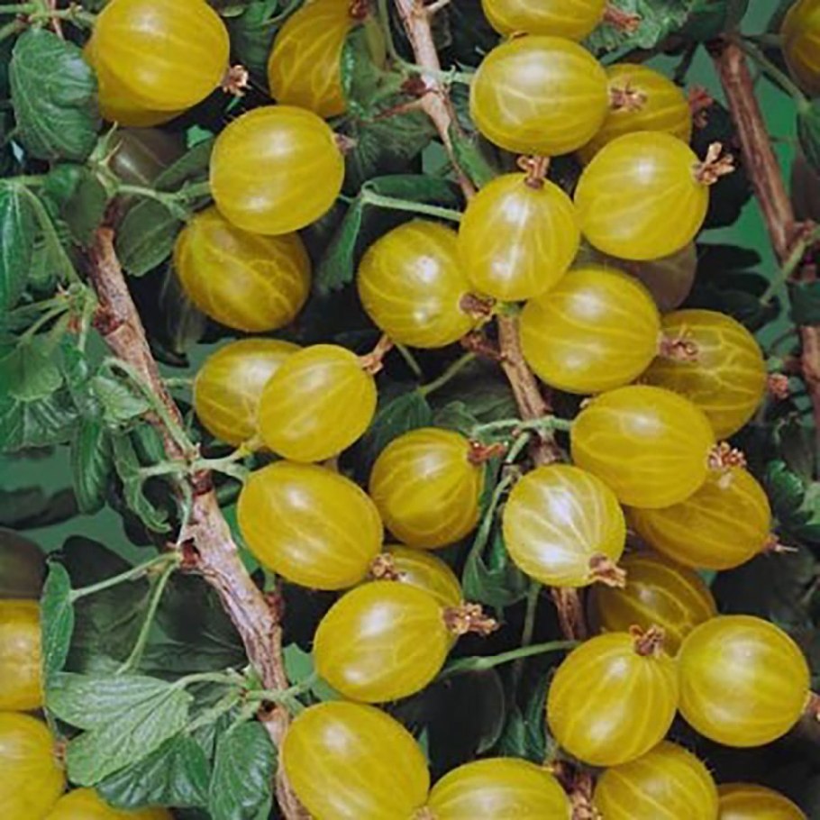 Крыжовник Хиннонмаки ред