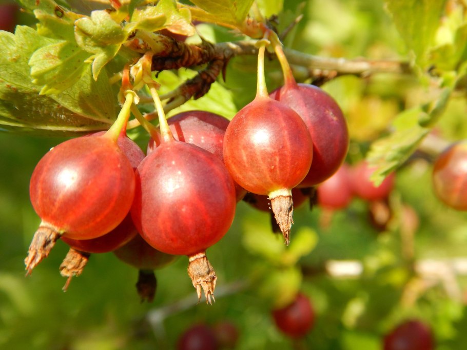 Крыжовник Хиннонмаки Грин ribes UVA-crispa Hinnonmaki Grun