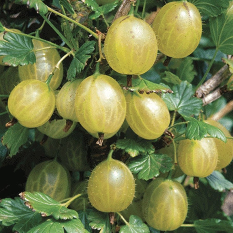 Крыжовник сорт Маяк