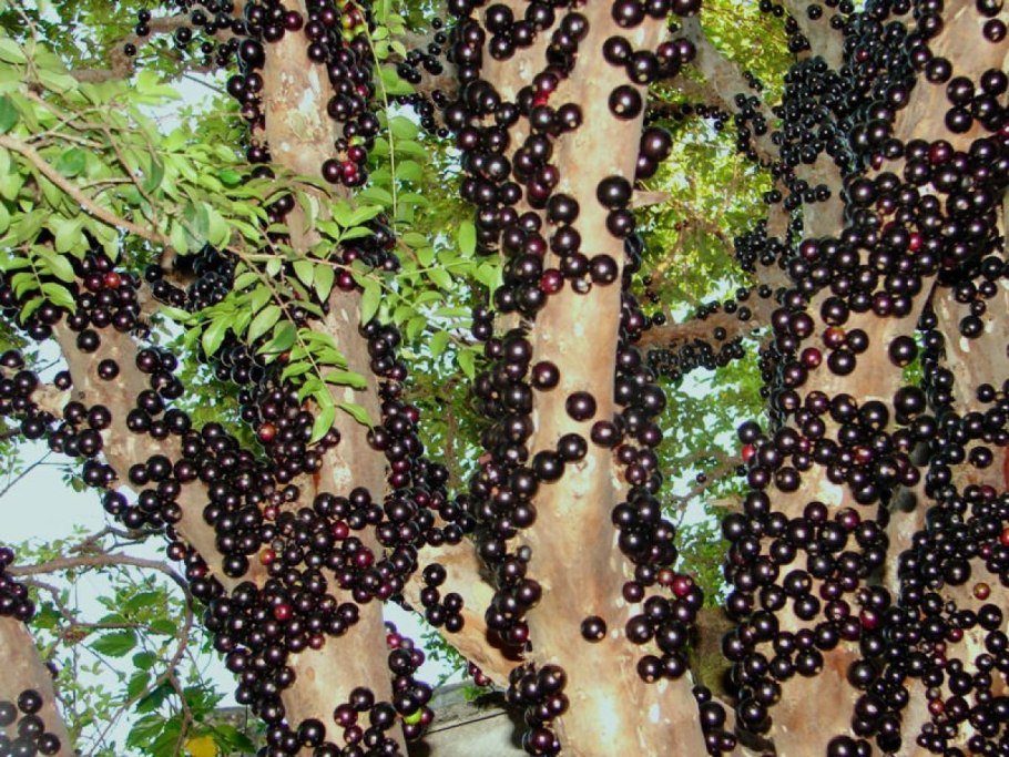 Парагвайская джаботикаба