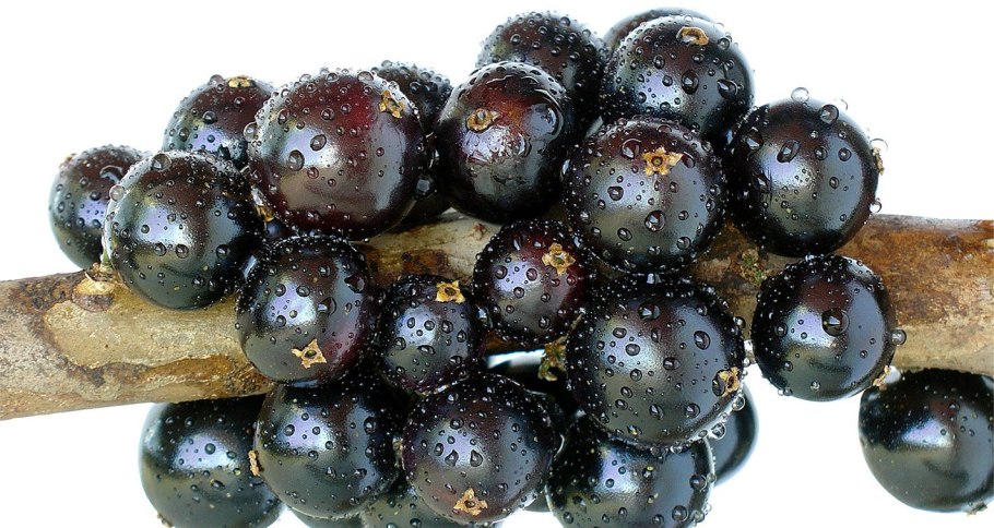 Гибридная Плиния джаботикаба