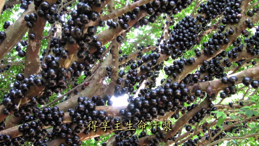 Виноградное дерево джаботикаба